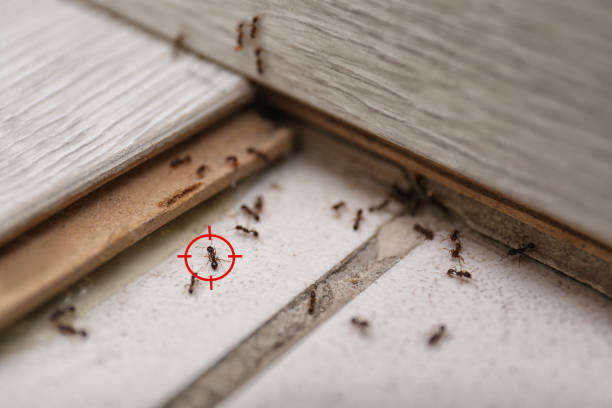 Professional Pest Control in St Bernard, OH