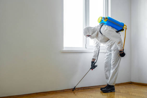 Best Wasp Removal Services  in St Bernard, OH