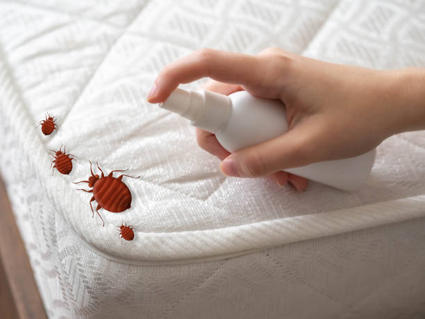 Best Spider Control Near Me  in St Bernard, OH