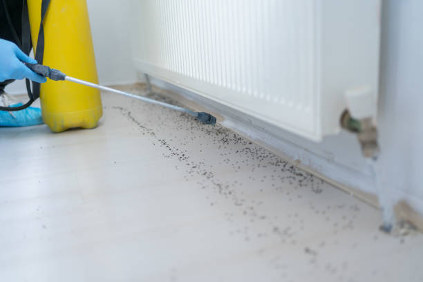 Flea Control Services in St Bernard, OH
